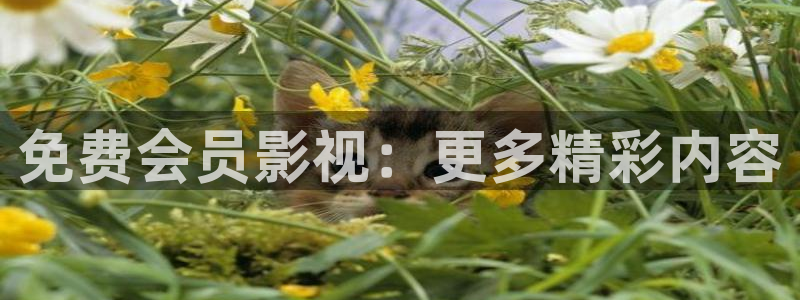 奔向大海的山贼电影免费观看：免费会员影视：更多精彩内容